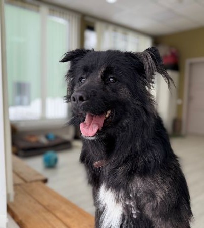 Джесси Б 163 бывшедомашняя